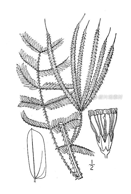 古植物学植物插图:Morongia angustata，狭叶敏感刺